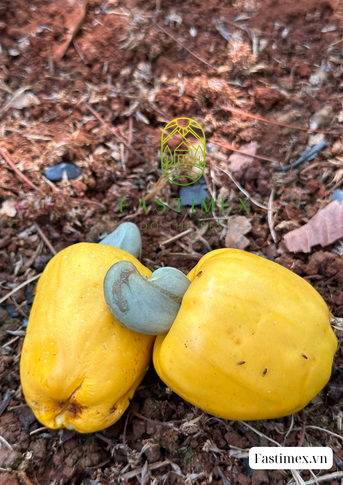 Raw Cashew Nuts From Local Farm Binh Phuoc Vietnam