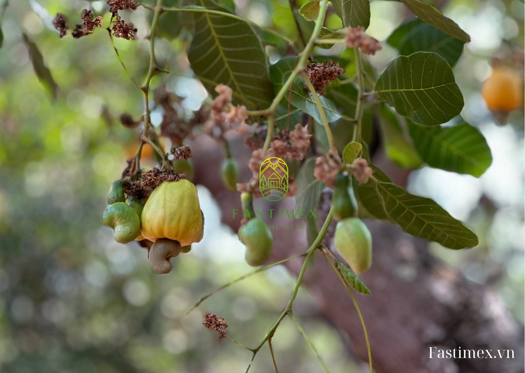 Vietnam Cashew Market Update February 2025: Trends, Prices & Analysis by Fastimex Vietnam